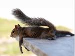 Chillin’ Squirrel